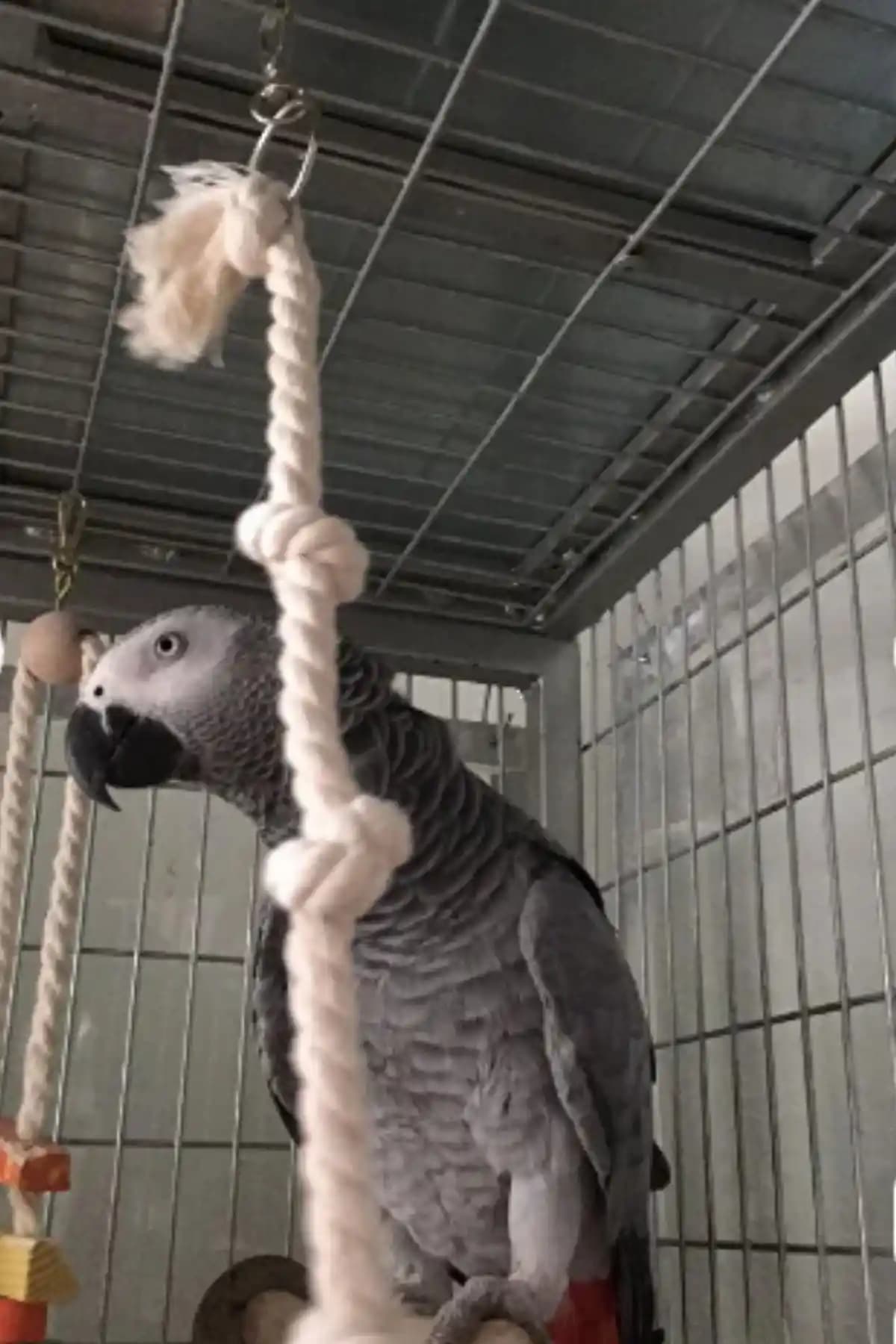 Alyones Papağan Kuş Stres Halatı: Güvenli ve Dayanıklı Kuş Aksesuarları