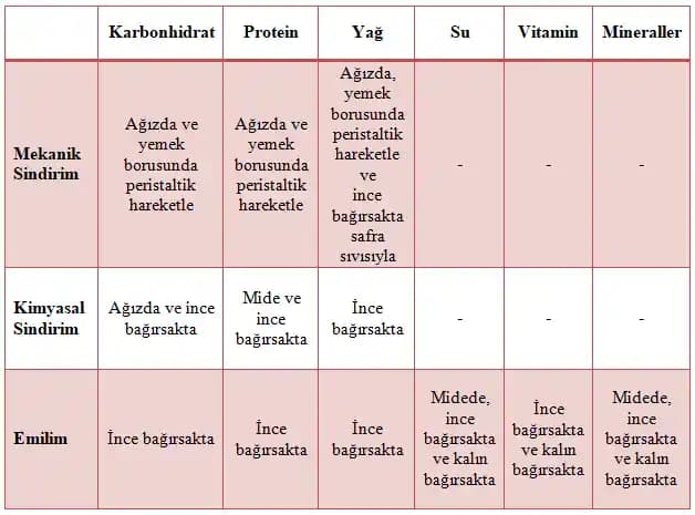 Fasulyelerin Sindirimi ve Gaz Problemlerini Azaltma Yöntemleri: Hazırlama ve Pişirme Teknikleri
