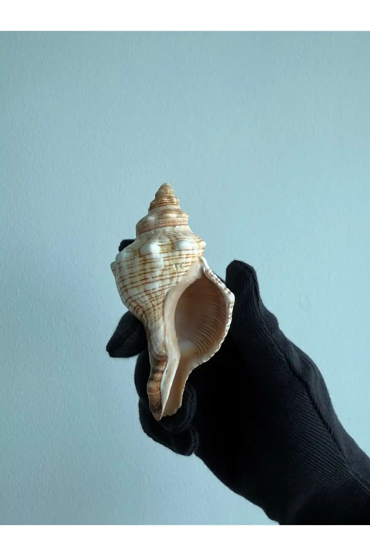 Seashell Rio Pleuroploca Trapezium Deniz Kabukları Doğal Dekorasyon ve Koleksiyon İçin