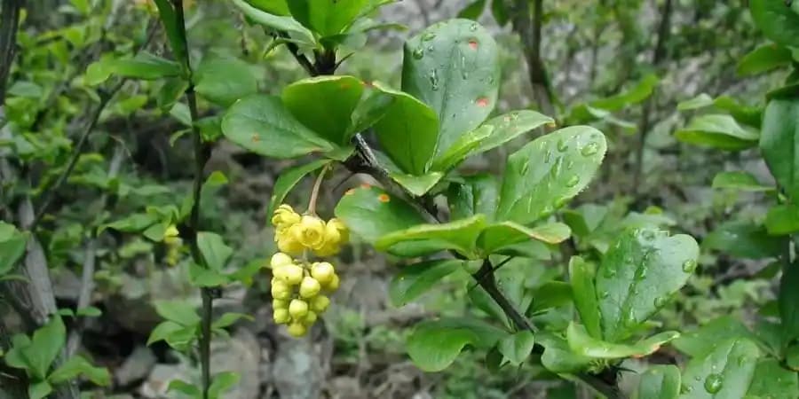 2025'te Berberis Vulgaris ile Sağlığınızı Değiştirecek Doğal Mucize