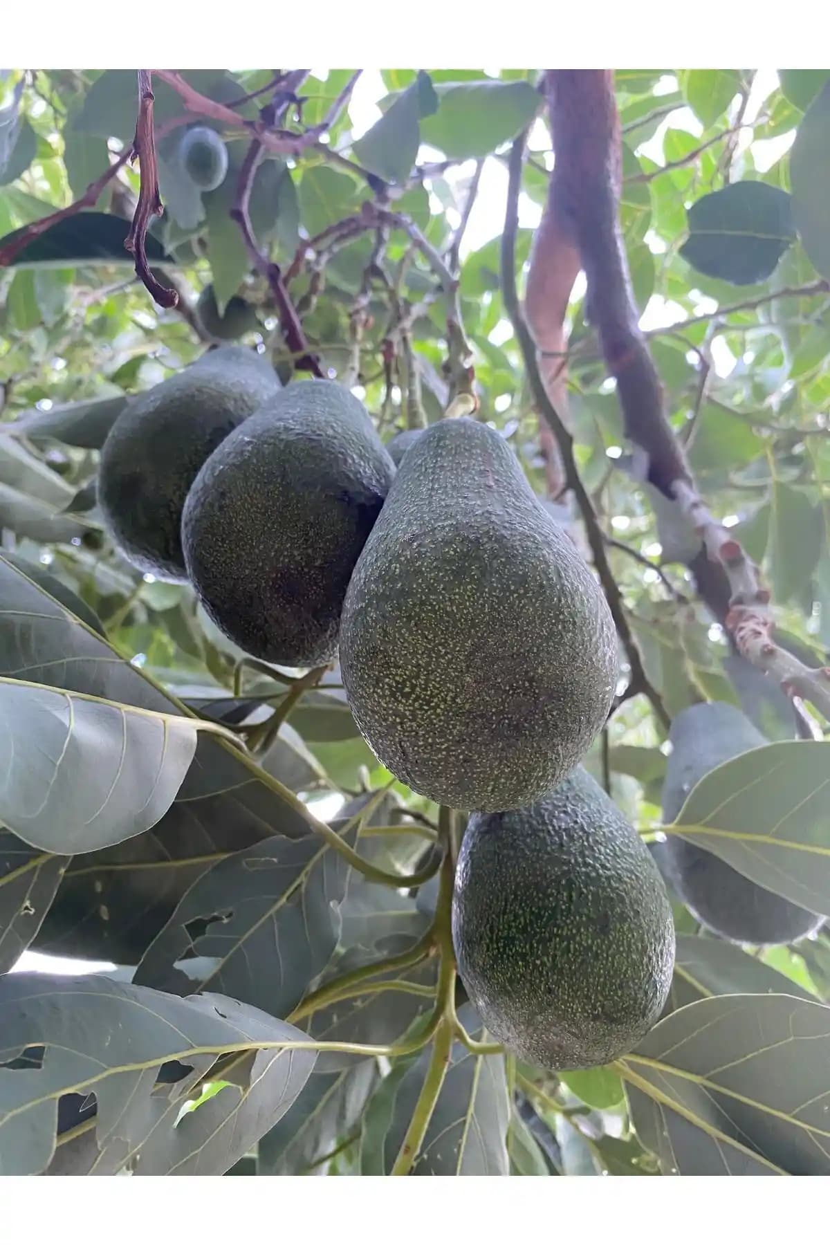 ANAMURMEYVECİM Avokado 1 Kg Taze Hasat - Orta Boy, Akışkan Doku ve Kolay Kullanım