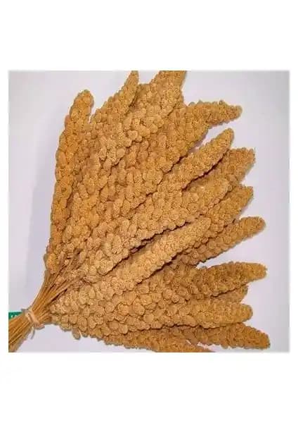 Kuşlar için Dengeli Beslenme ve Güvenilir Enerji: Özlem Sarı Dal Dari 500 g Evcil Kuşlar