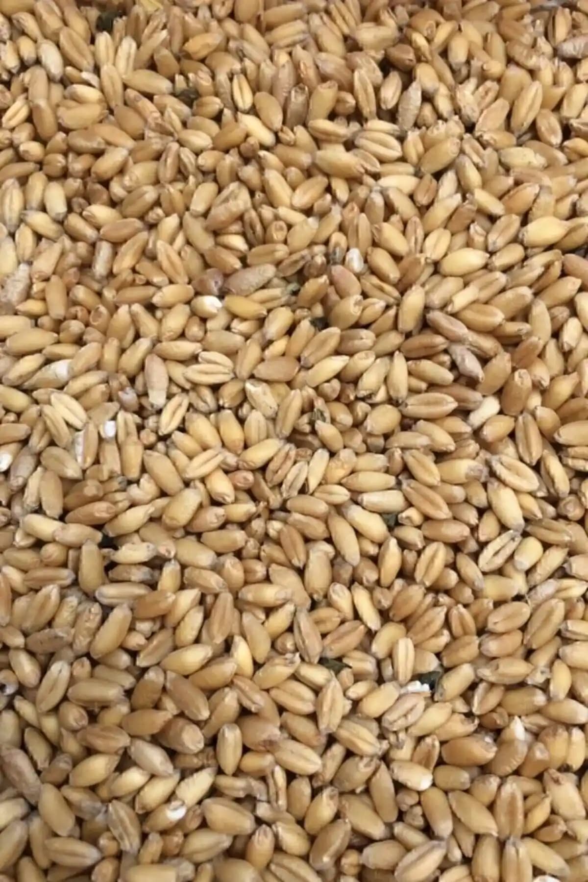 TUNGAŞ Buğdaylı Güvercin ve Tavuk Yemi – Granül Formlu, 25 kg Paket, Türkiye Menşei