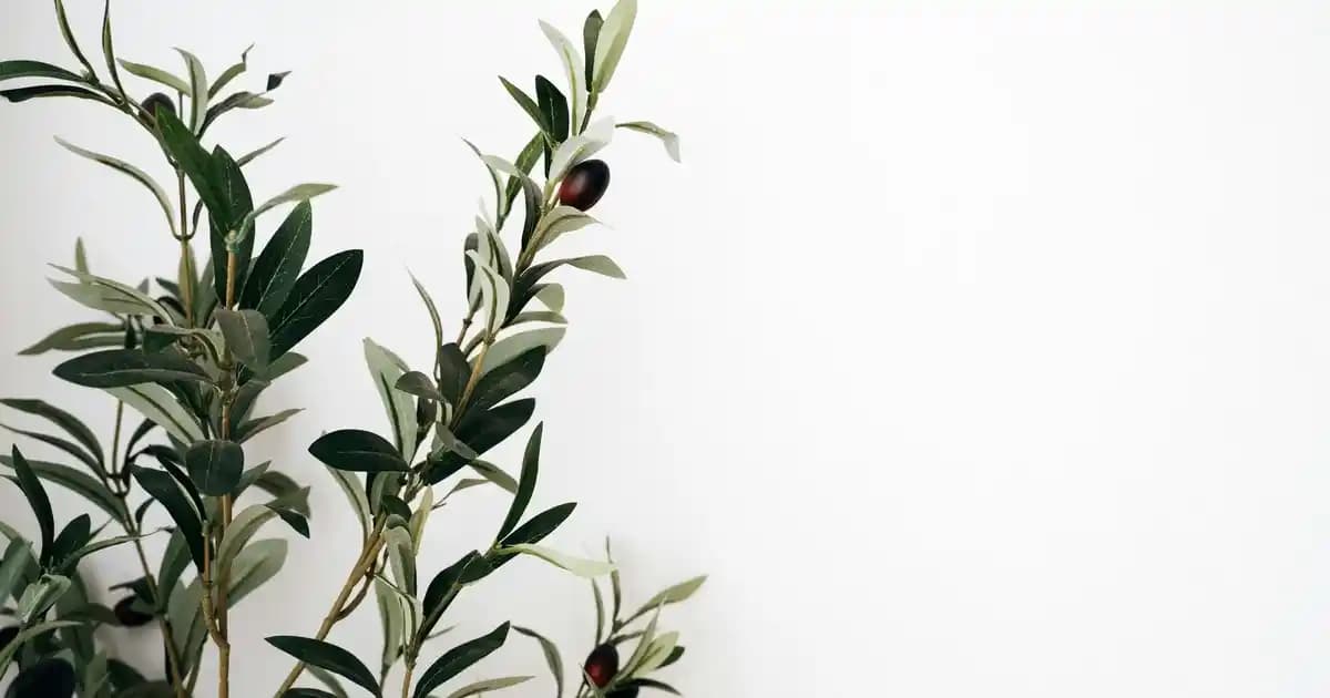 Antebella Fıstık Ezmesi: Doğal ve Sağlıklı Seçeneklerle Migros'ta Sunuluyor