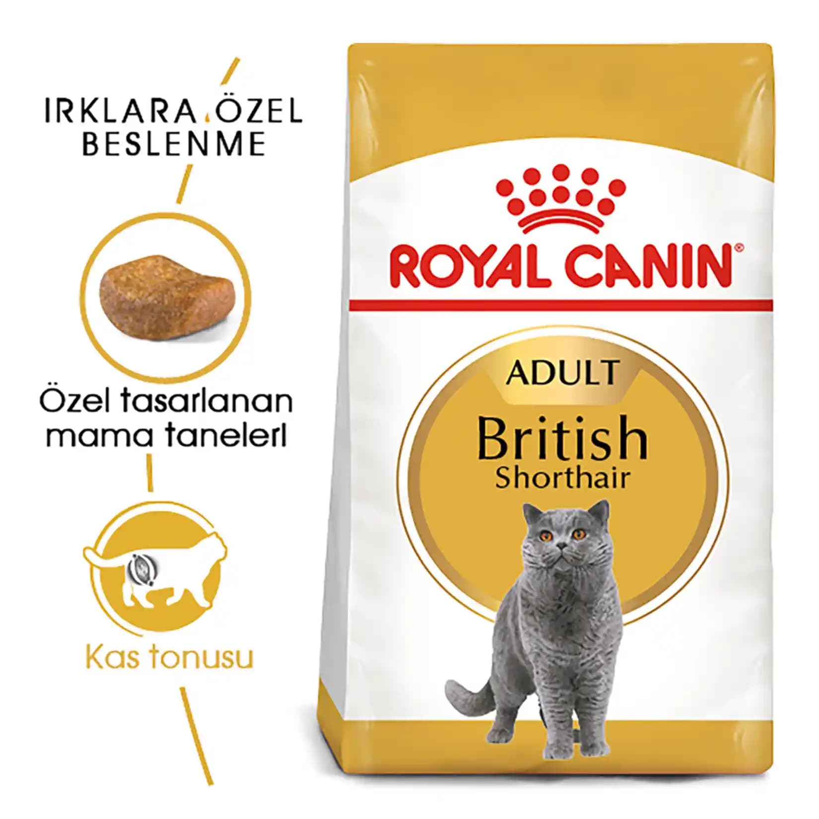 British Shorthair Kediler İçin Sağlıklı ve Mutlu Bir Yaşam Rehberi