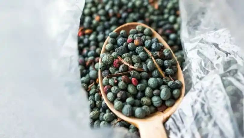 Çedene Bitkisinin Sağlık ve Lezzet Açısından Güncel Kullanım Alanları