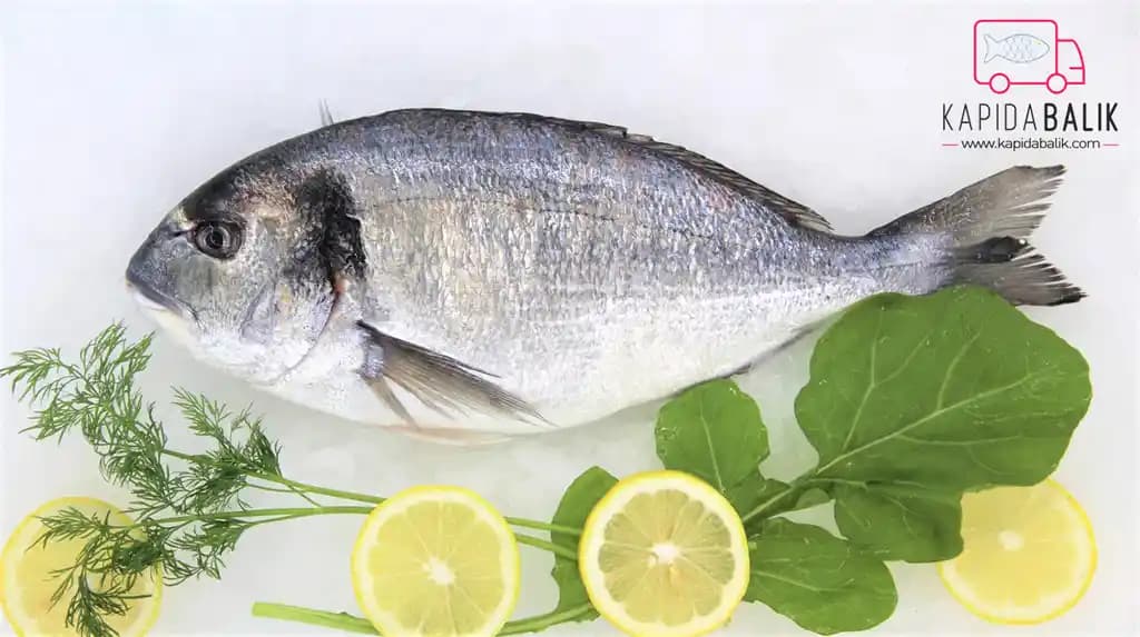 Cipura Fiyatları ve Piyasa Durumu Güncel Analizi