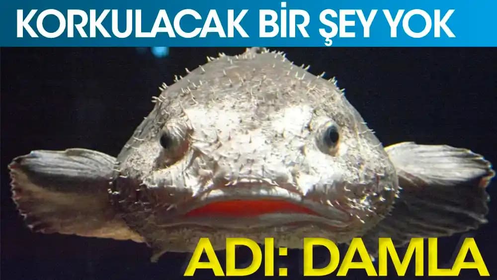 Damla Balığı: Ekonomik ve Lezzetli Bir Deniz Ürünü Seçeneği