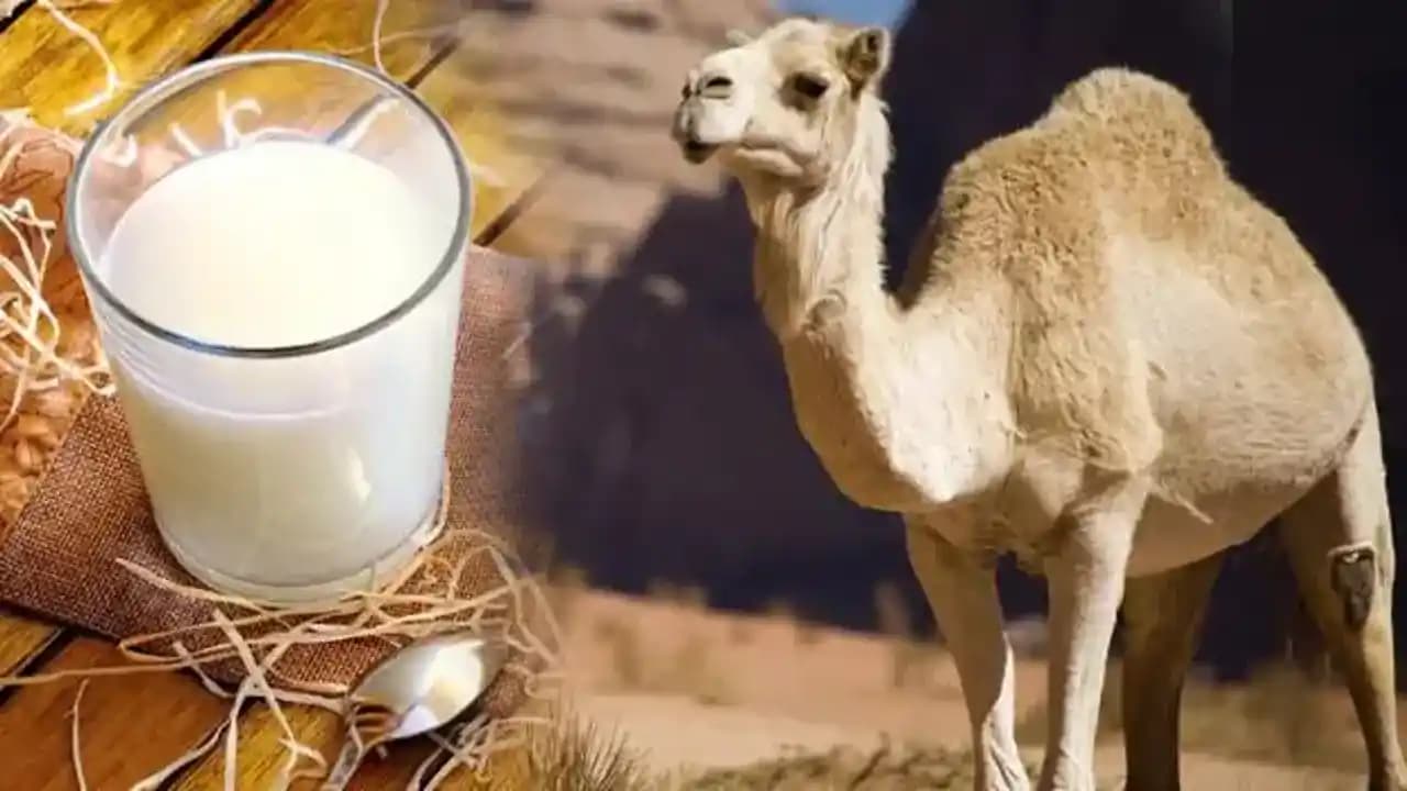 Deve Sütünün Sağlık Faydaları ve Dikkat Edilmesi Gerekenler Hakkında Kapsamlı Bilgi