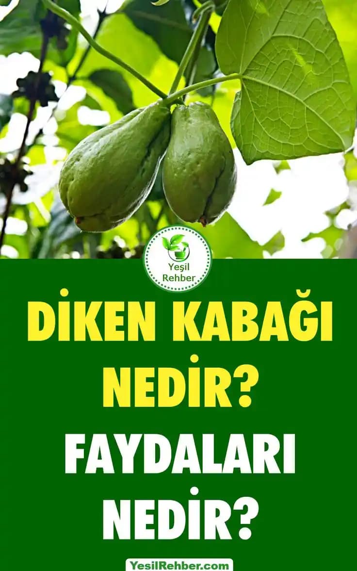 Diken Yağı ve Deve Dikeni Yağının Sağlık ve Güzellikteki Faydaları ve Kullanım Alanları