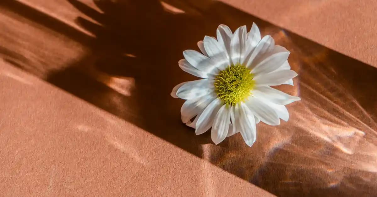 Diyarbakır Karpuz Çekirdeği: Doğal ve Sağlıklı Atıştırmalık Seçenekleri