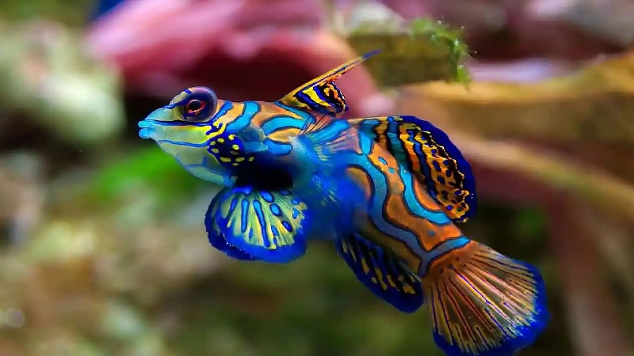 Dünyanın En Pahalı Balıkları: Nadirlik, Kalite ve Ekonomik Etkiler Üzerine Bir İnceleme