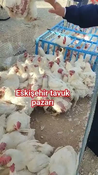 Eskişehir Tavuk Pazarı Konumu, Özellikleri ve Güncel Durumu Hakkında Detaylı Bilgi