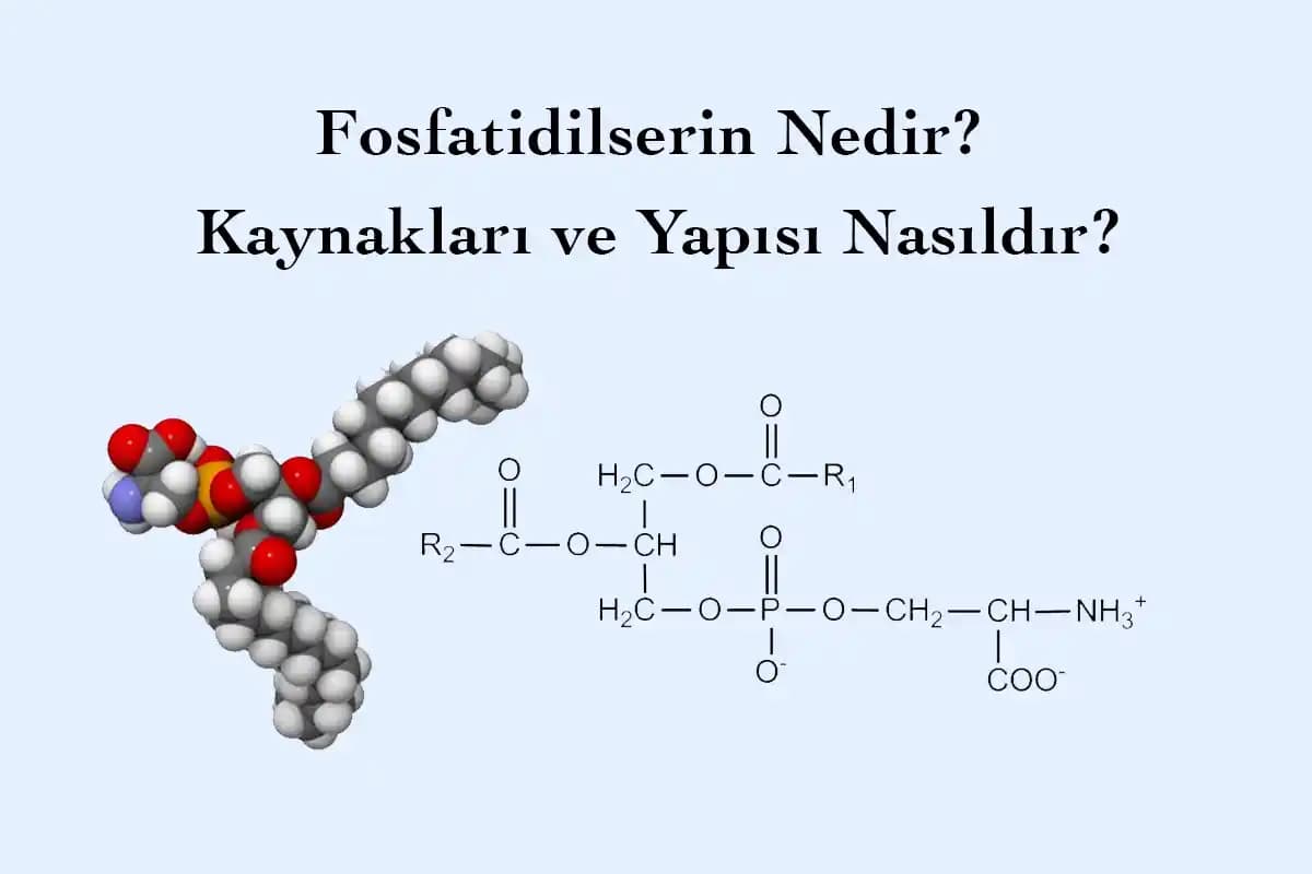 Fosfatidilserin Beyin Sağlığını Destekleyen Doğal Bir Takviye Seçeneği