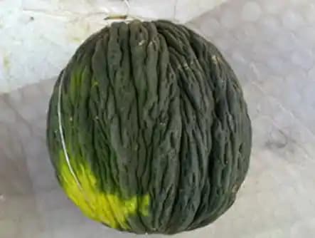 Hasan Bey Kavunu: Yaz Aylarının En Sevilen Aromatik ve Tatlı Kavun Çeşidi