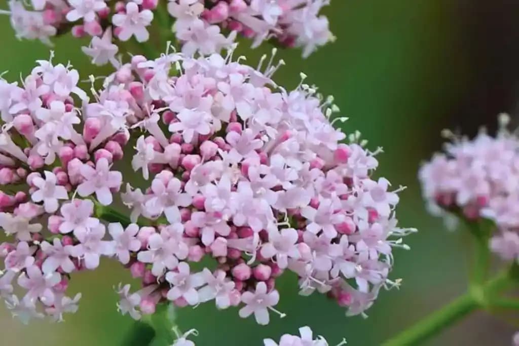 Kedi Otu Nedir ve Sokak Kedilerinin Yaşam Kalitesine Nasıl Katkı Sağlar