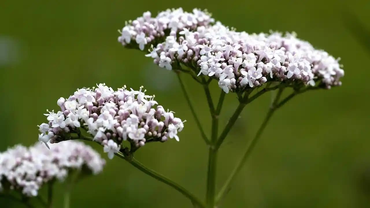 Kedi Otu ve Faydaları: Kediler İçin Doğal Rahatlatıcı Bitki Özellikleri ve Kullanım İpuçları