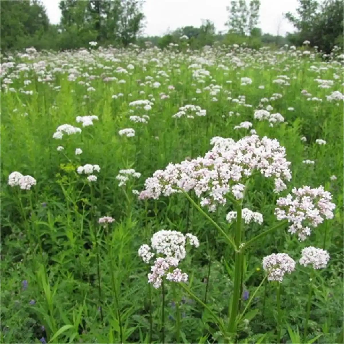 Kedi Püskülü Otu: Doğal Özellikleri ve Evcil Hayvanlar İçin Kullanım Alanları