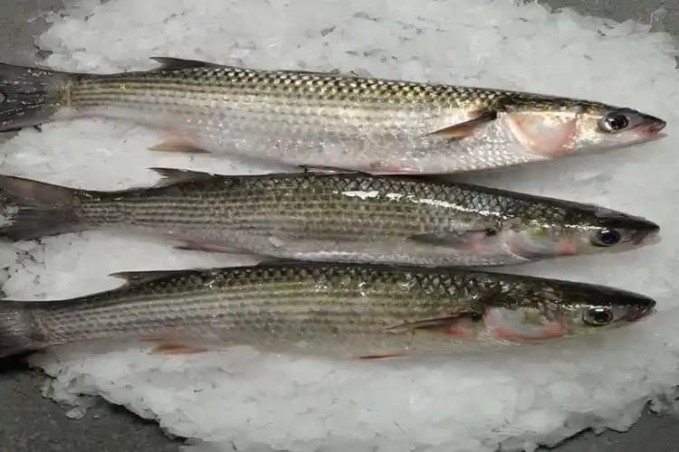 Kefal Balığının Kılçık Yapısı ve Güvenli Tüketim Yöntemleri Hakkında Detaylı Bilgi