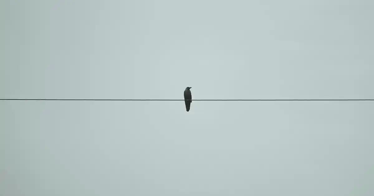 Konserve Yaprak Sarması Nasıl Yapılır ve Saklama Yöntemleri Hakkında Detaylı Rehber