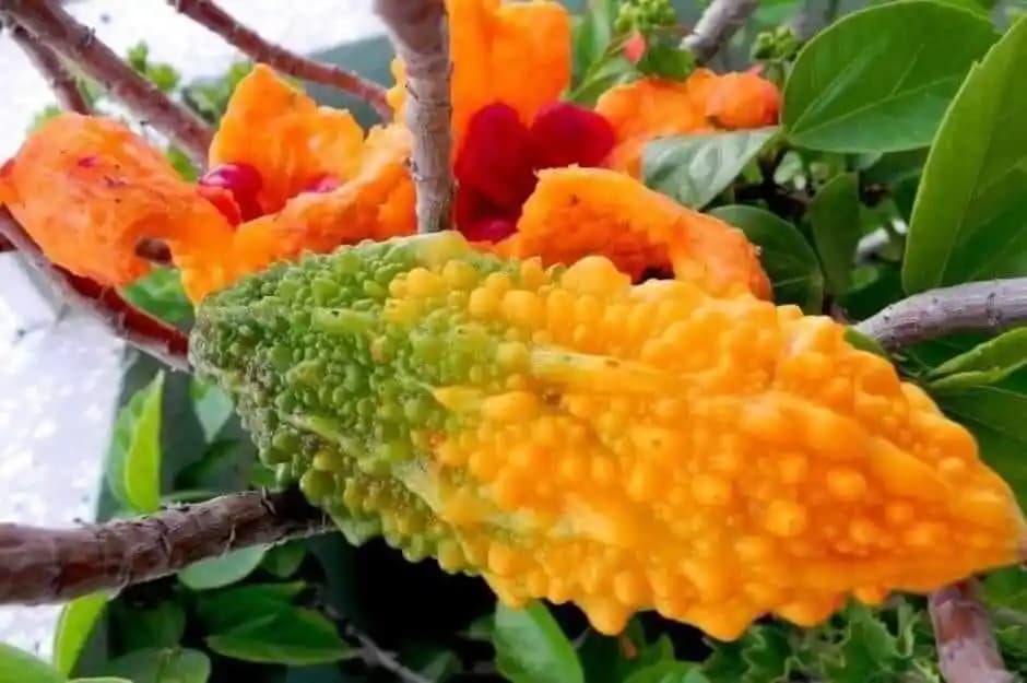 Kudret Meyvesinin Sağlık Üzerindeki Etkileri ve Kullanım Alanları