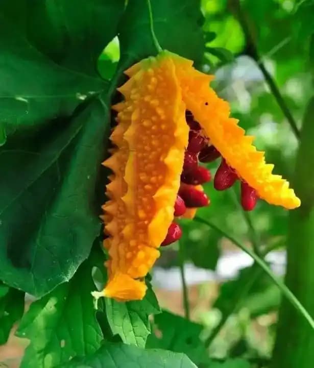 Kudret Narı Nedir? Faydaları, Kullanımı ve Doğru Saklama Yöntemleri