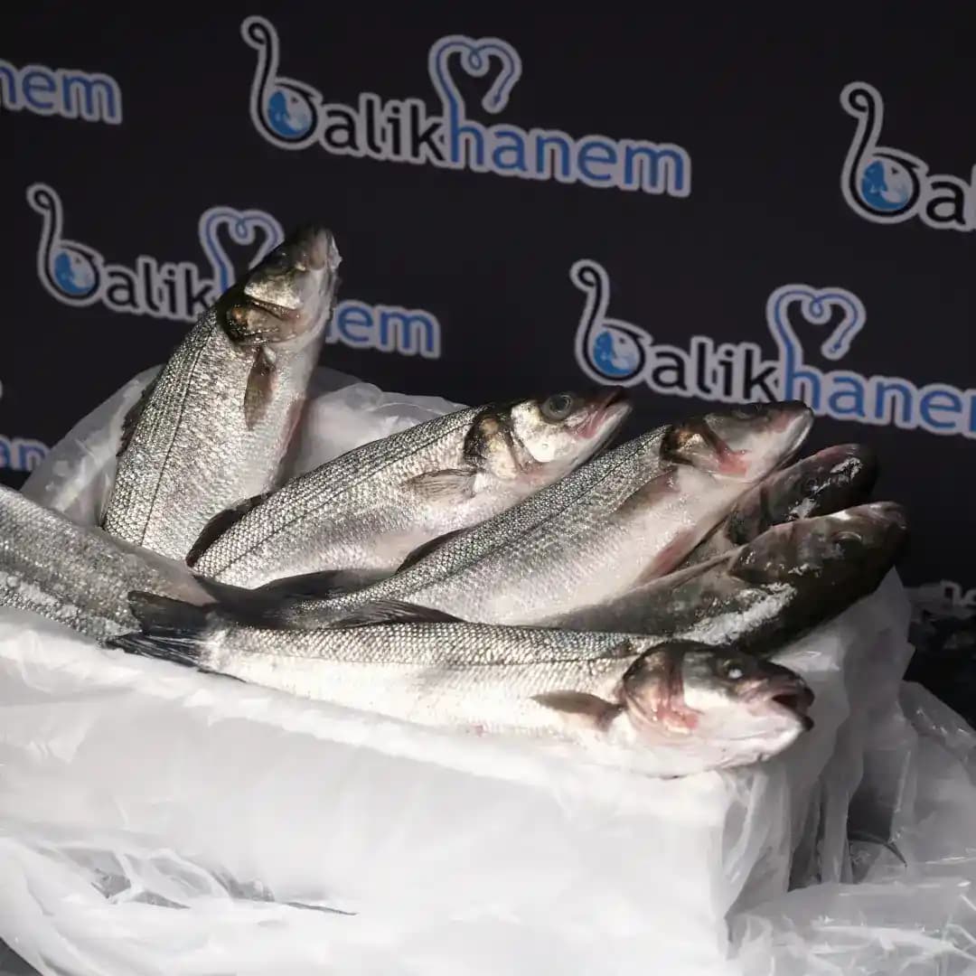 Levrek Balığı Fiyatları ve Piyasa Durumu Güncel Analizi
