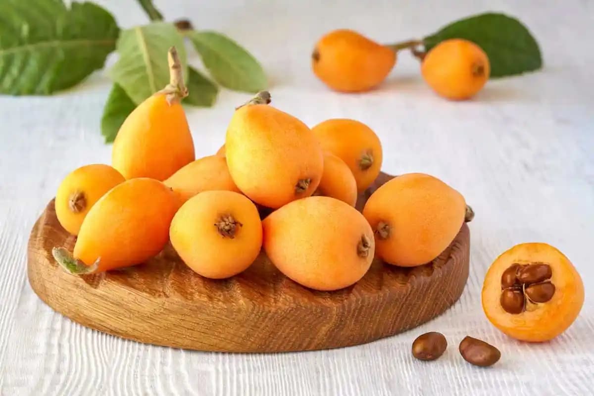 Malta Eriğinin Sağlık Faydaları ve Kullanım Alanları Hakkında Detaylı Bilgi