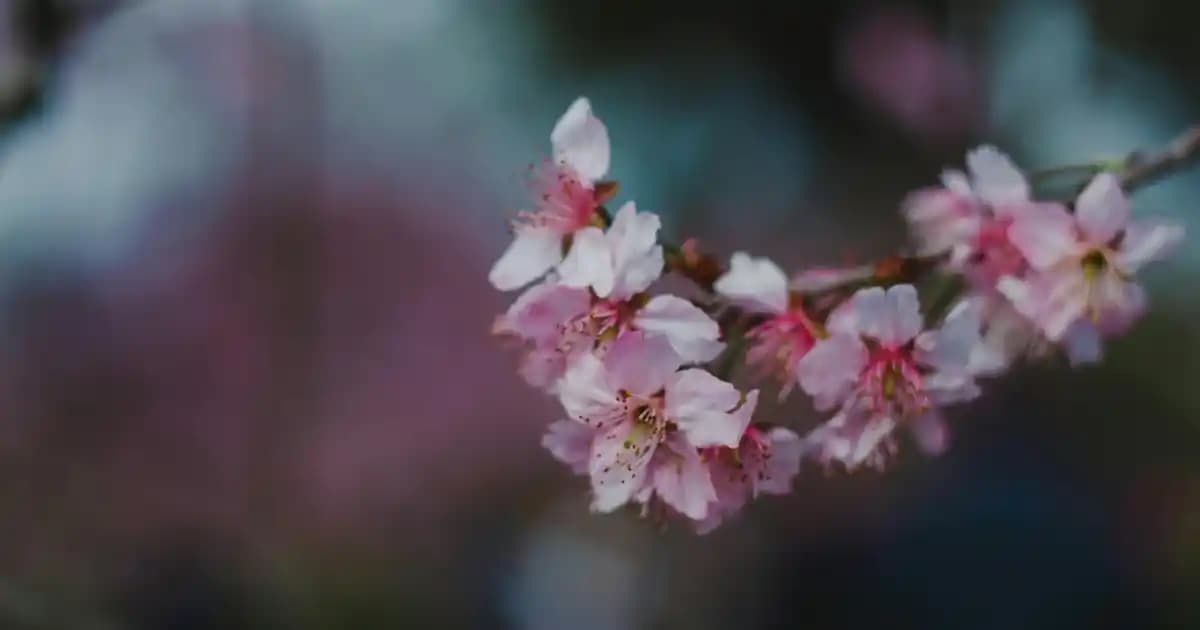 Migros Barista Sütü ile Kahve Yapımını Kolaylaştıran Pratik ve Güvenilir Çözüm