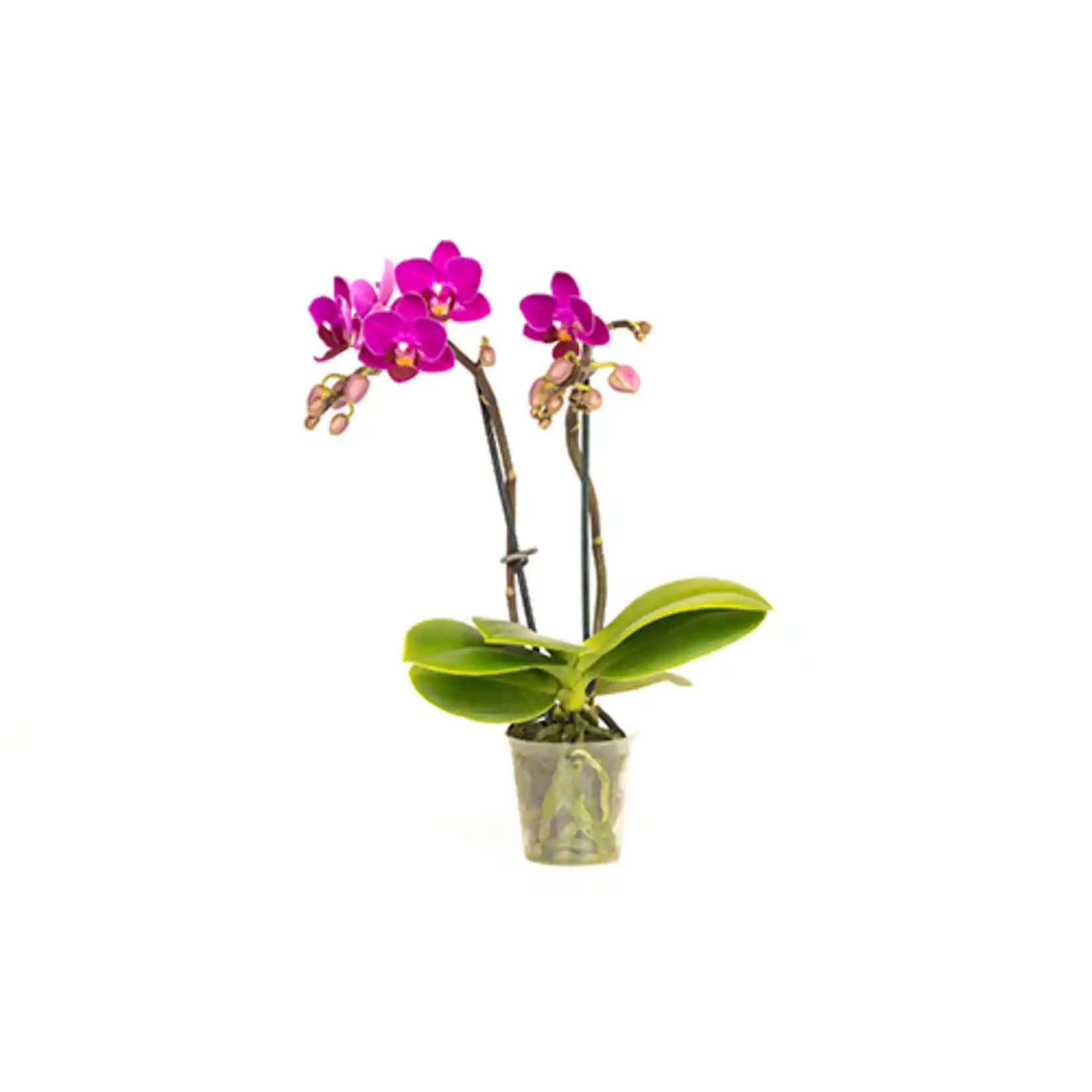 Migros'ta Mini Orkide: Renkli ve Bakımı Kolay Bir Çiçek Seçeneği