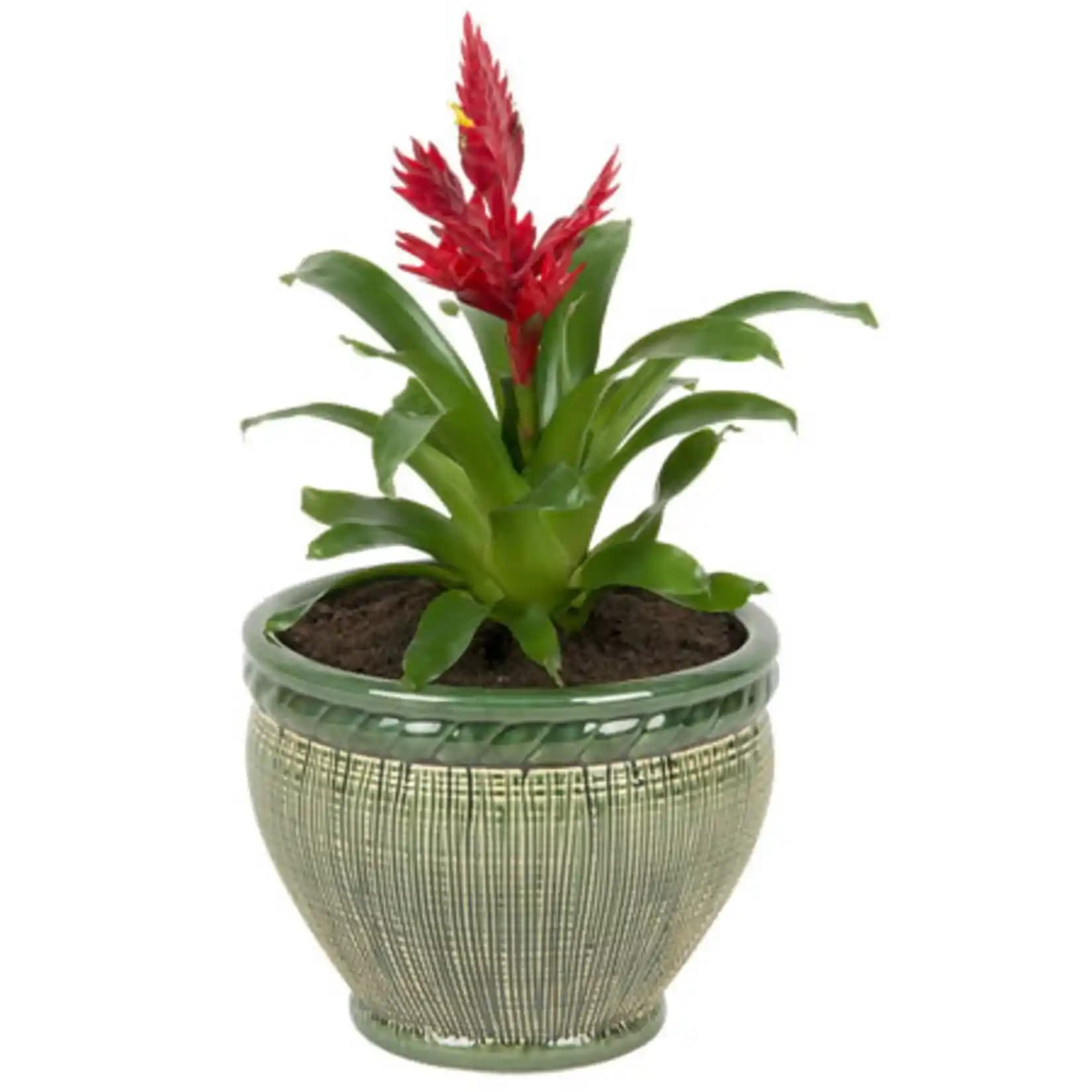 Migros'ta Saksı Çiçeği Seçenekleri ve Bakımı: Geniş Ürün Yelpazesi ve Kullanım İpuçları