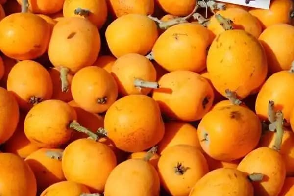 Musmula Meyvesi: Sağlık ve Lezzetin Buluştuğu Doğal Bir Meyve