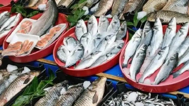 Sağlıklı Balık Seçimi ve Tüketimi: Tazelik, Saklama ve Faydalar Üzerine Kapsamlı Rehber