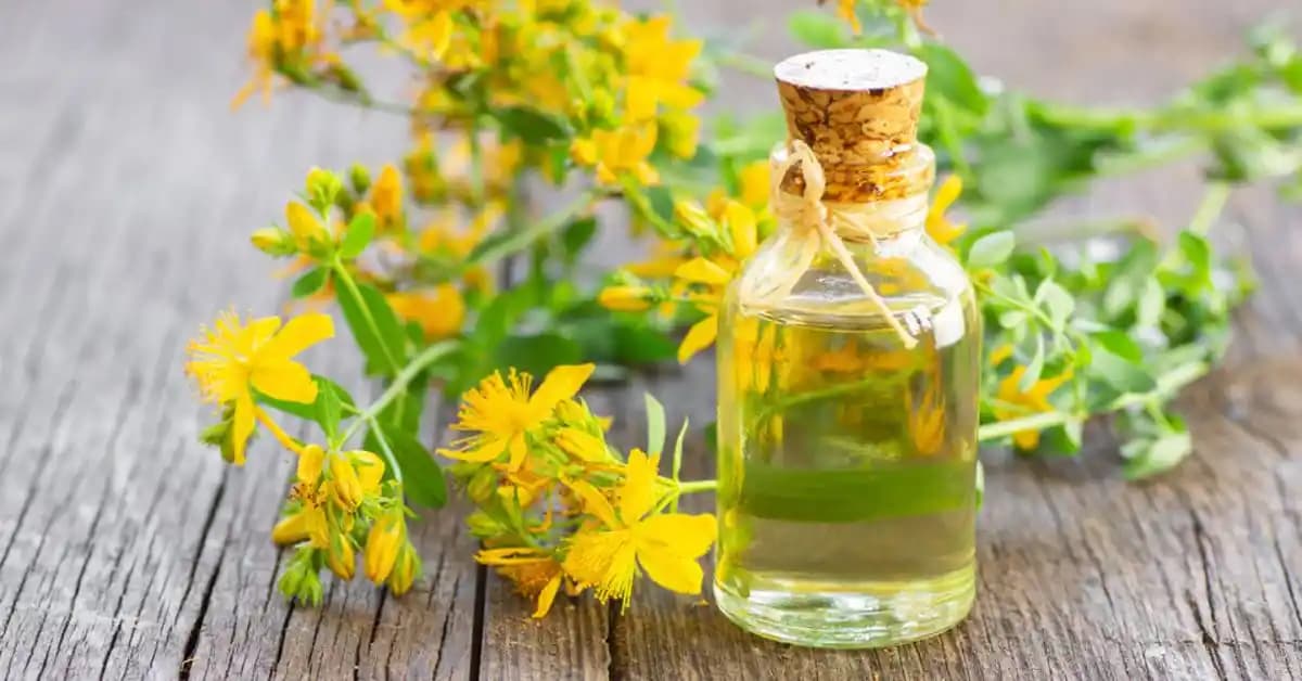 Sarı Kantaron Yağı Kullanımı ve Faydaları ile Zararları Hakkında Bilgilendirici Rehber