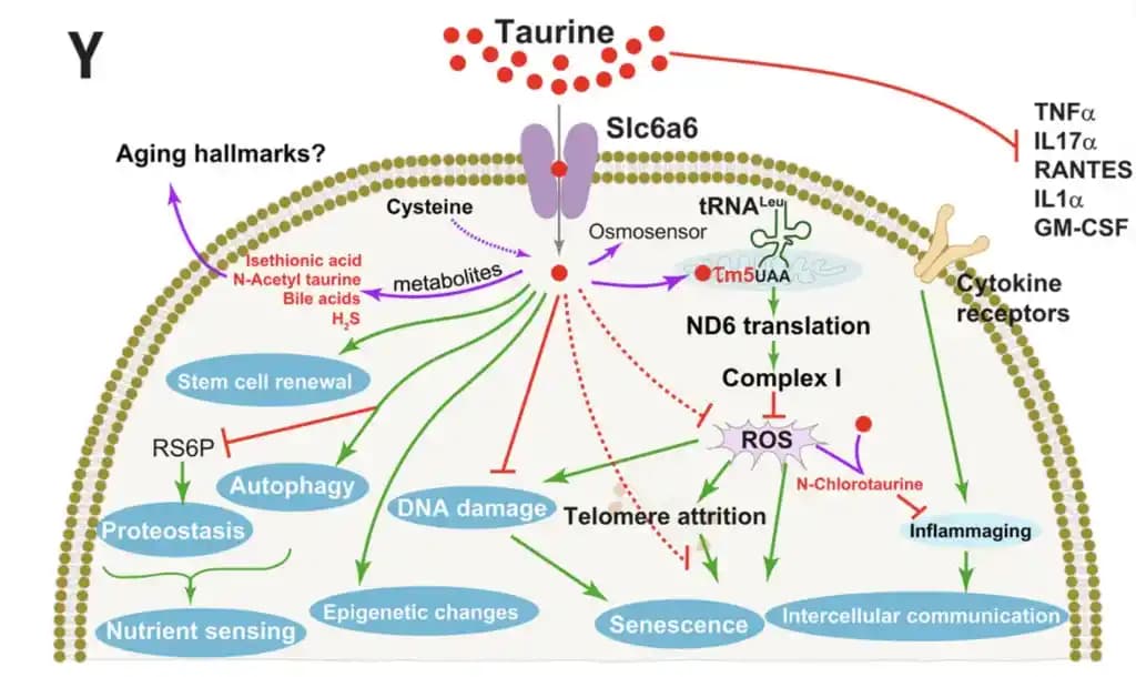 Taurin Nedir, Kullanım Alanları ve Sağlık Üzerindeki Etkileri Hakkında Detaylı Bilgi