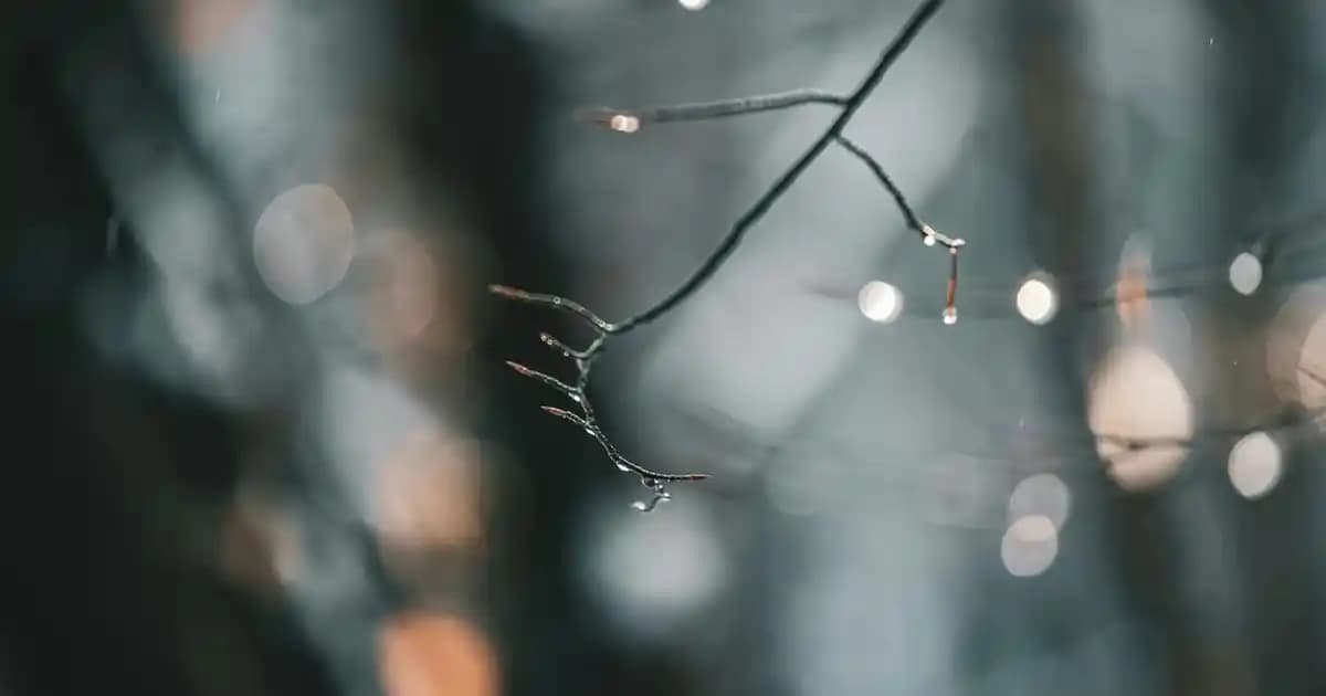 Tavuk Döner Fiyatları ve Piyasa Koşulları Analizi Türkiye'de ve Dünyada