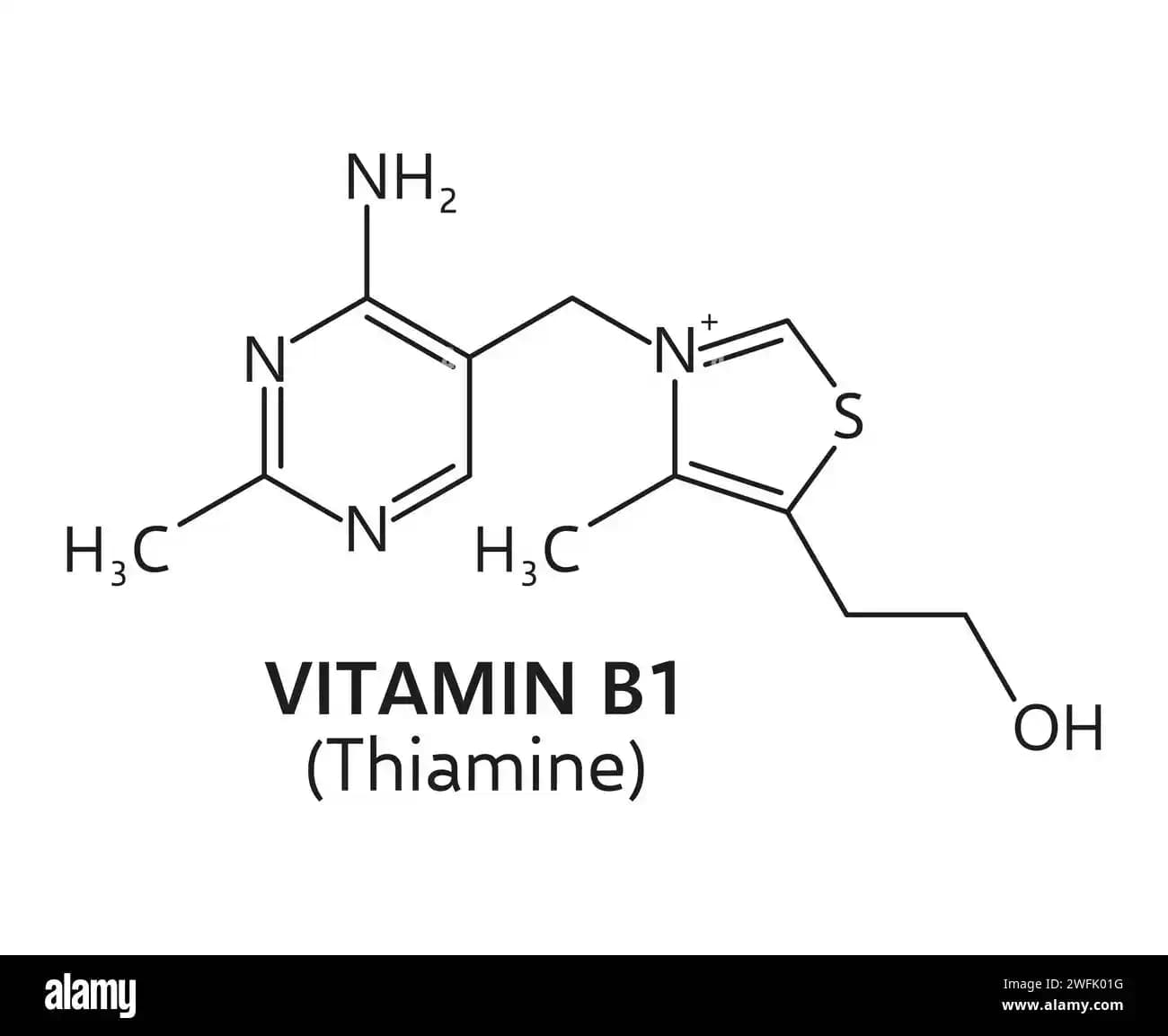 Thiamin (Vitamin B1): Beslenmede Temel Mikrobesin ve Sağlık Üzerindeki Rolü