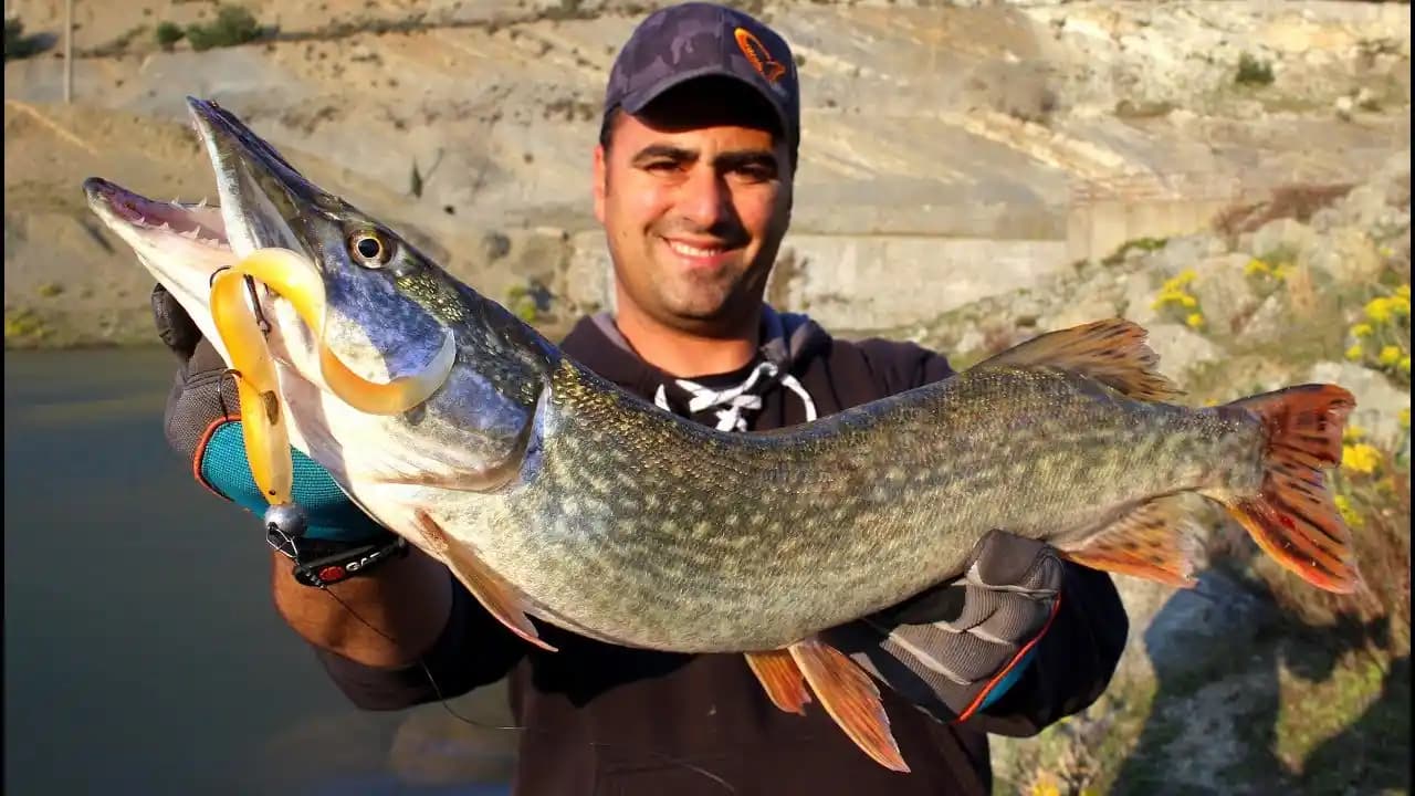 Turna Balığı: Sağlıklı Beslenme İçin Lezzetli ve Besleyici Bir Deniz ve Tatlı Su Balığı