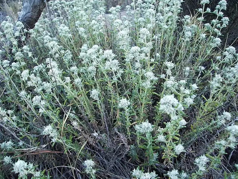 Yavşan Otu Nedir ve Sağlık Üzerindeki Potansiyel Faydaları Nelerdir