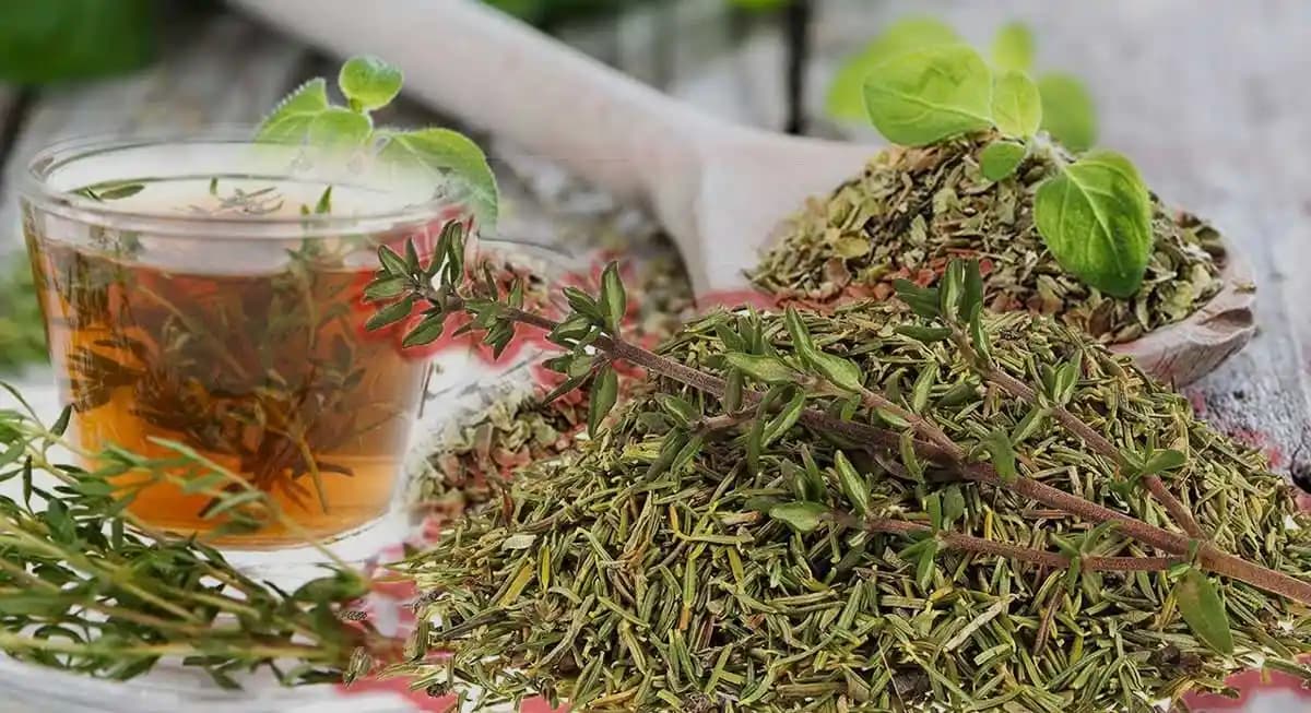 Zeytinyağlı Kekik: Sağlık ve Lezzetin Birlikte Sunulduğu Doğal Bir Alternatif