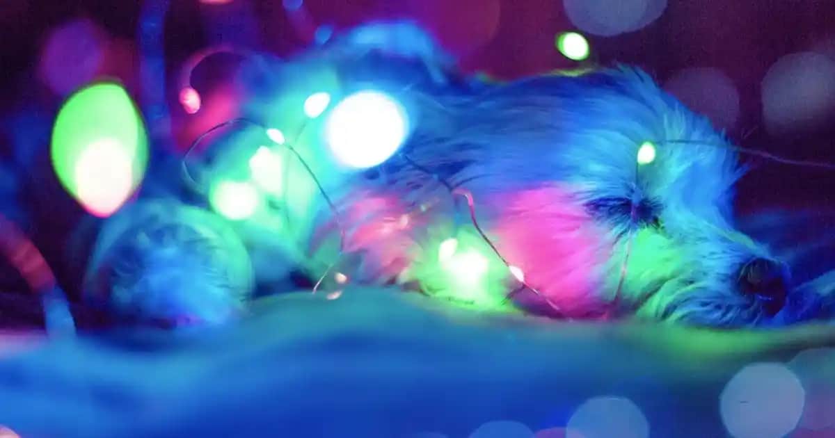 Ankara Tavuk Çevirme: Geleneksel ve Modern Sunumlarla En Lezzetli Seçenekler