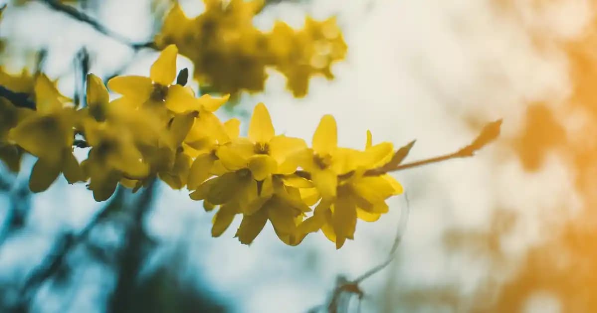 2025'te Balıkesir Peynirlerinin 5 Sırrı: Sofralarınızda Fark Yaratın