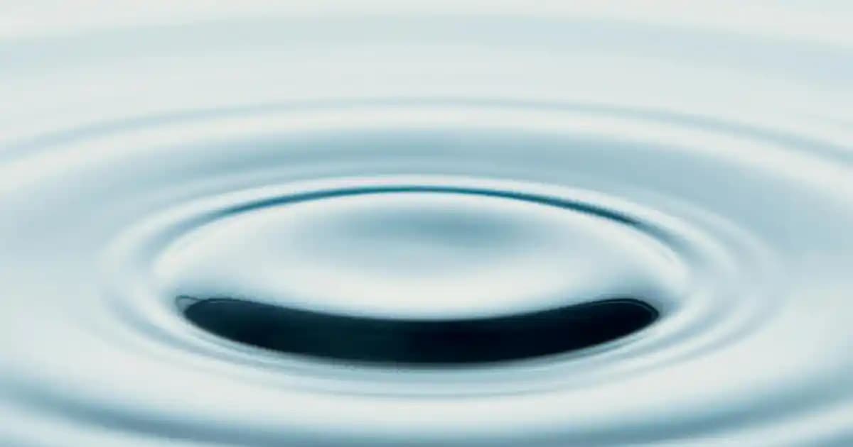 2025'te BİM’de Kedi Kumu Seçimi: Hem Ekonomik Hem Konforlu Çözümler