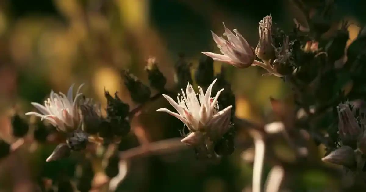 Bitter Gofret Nedir ve Neden Tercih Edilir? Özellikleri ve Sağlık Faydaları