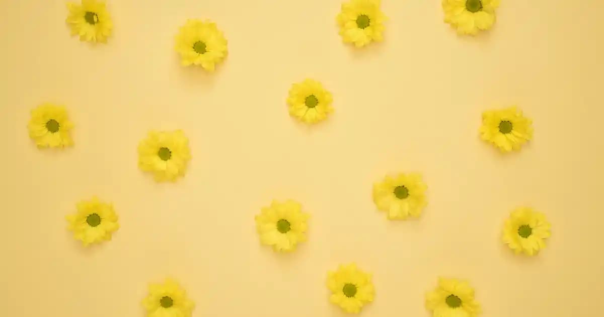 2025'te Çikolatalı Bisküvilerde En İyi Seçim Rehberi: Lezzeti Keşfedin