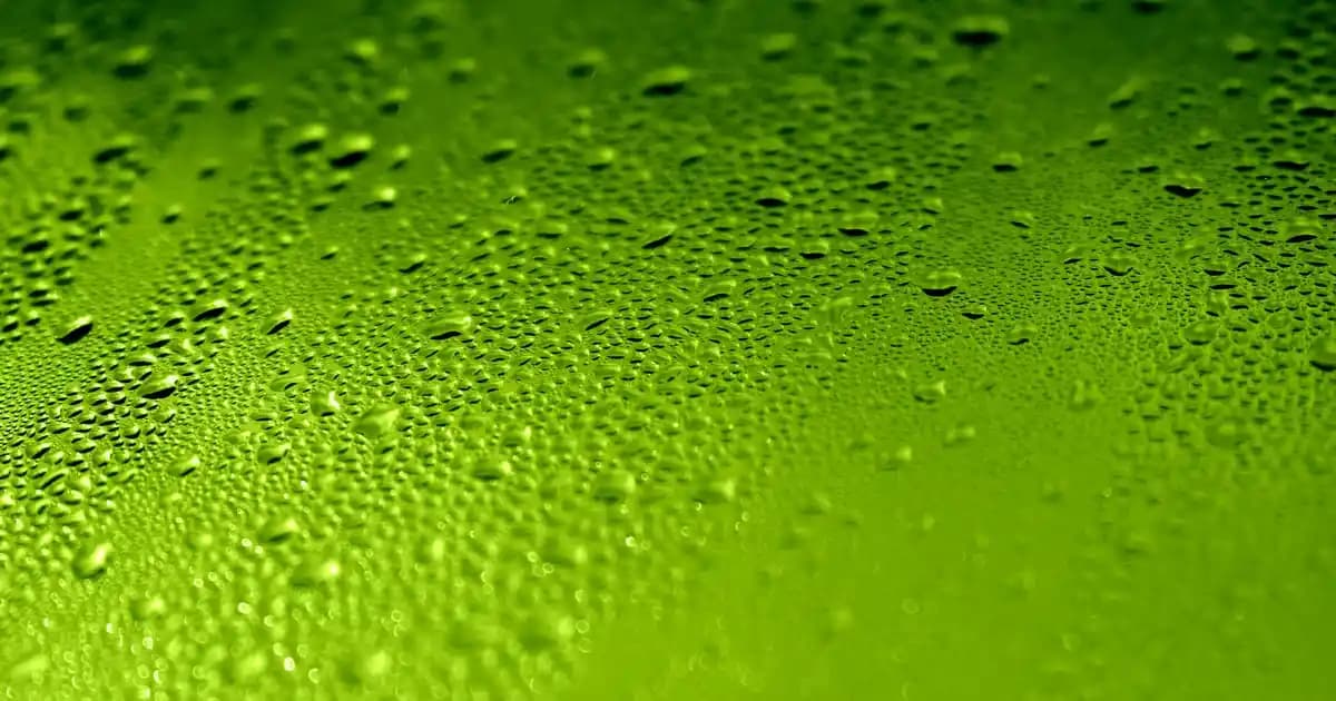 G vitamini nedir, hangi besinlerde bulunur ve sağlığımıza katkıları nelerdir