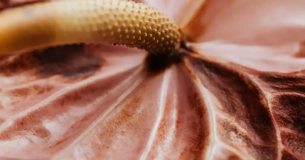 İstanbul'da Zil Setleri Alırken Dikkat Edilmesi Gerekenler ve En Popüler Modeller