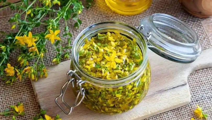 Kantaron Yağı ve Mide Sağlığı Üzerindeki Etkileri Bilimsel ve Pratik Yaklaşımlar