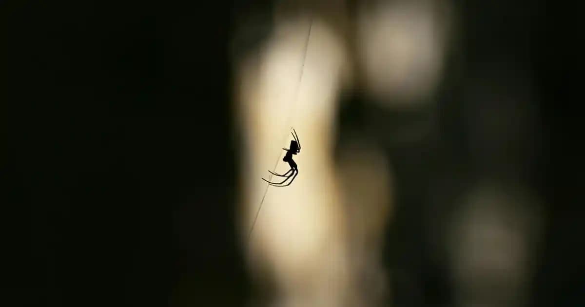 2025'te Karakınık Yağı ile Doğal Sağlık ve Güzellik Sırları