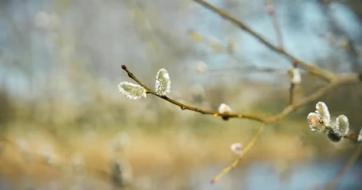 Kiril Yağı Nedir? Faydaları, Kullanım Alanları ve Sağlık Üzerindeki Etkileri